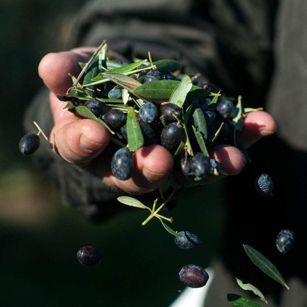 Mr. Papou's Authentic Extra Virgin Olive Oil